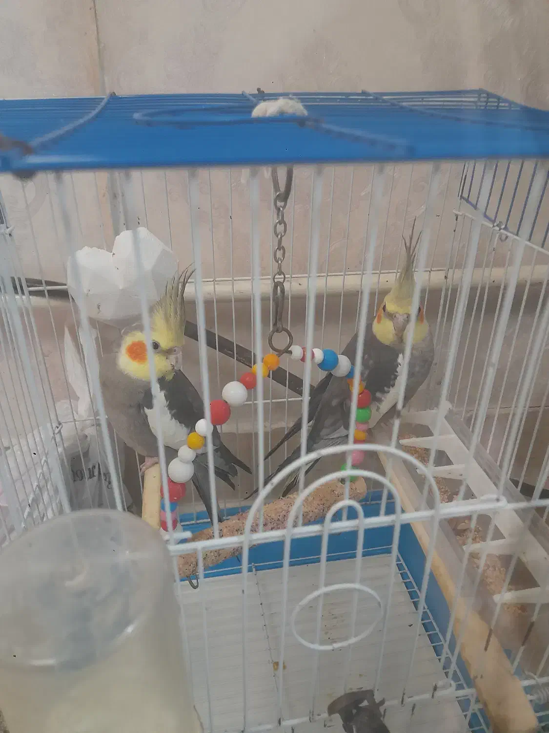 عروس هلندی|پرنده|آستارا, |دیوار