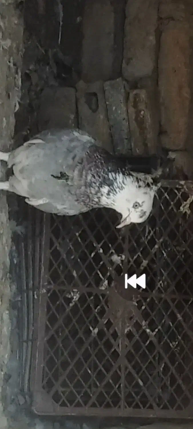 کبوتر|حیوانات|بهار, |دیوار