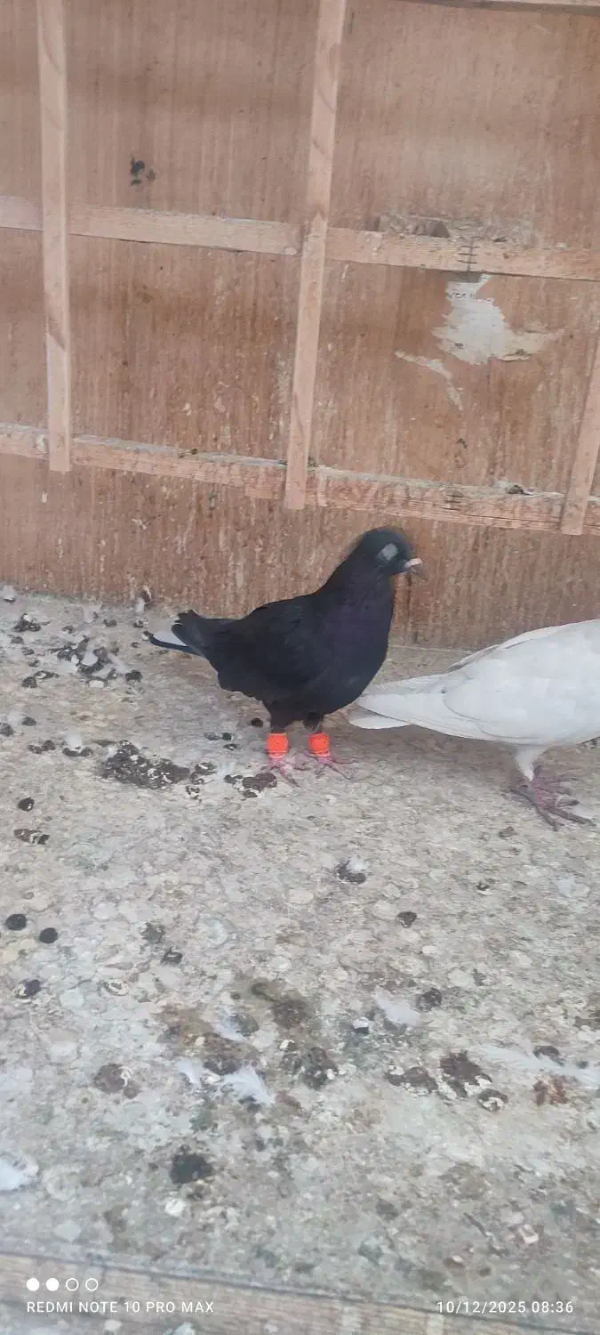 کبوتر زاغ نشون دار تهرانی شهرستانی|پرنده|تهران, سبلان (لشگر)|دیوار