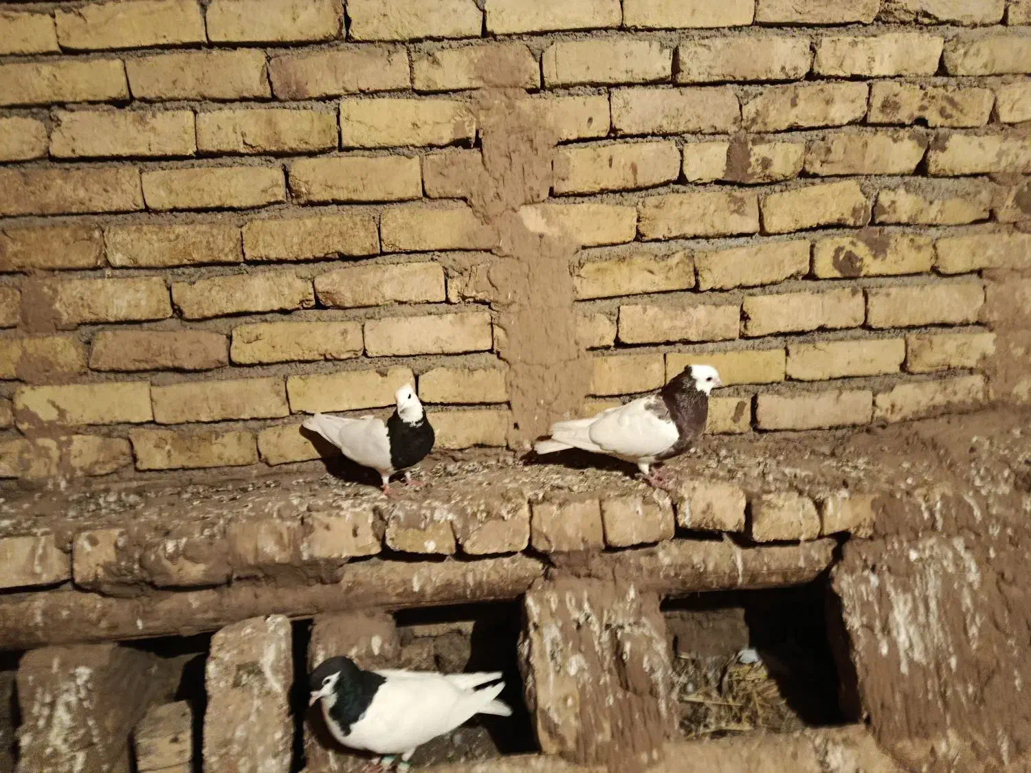 طوقی|پرنده|نیشابور, مازول|دیوار