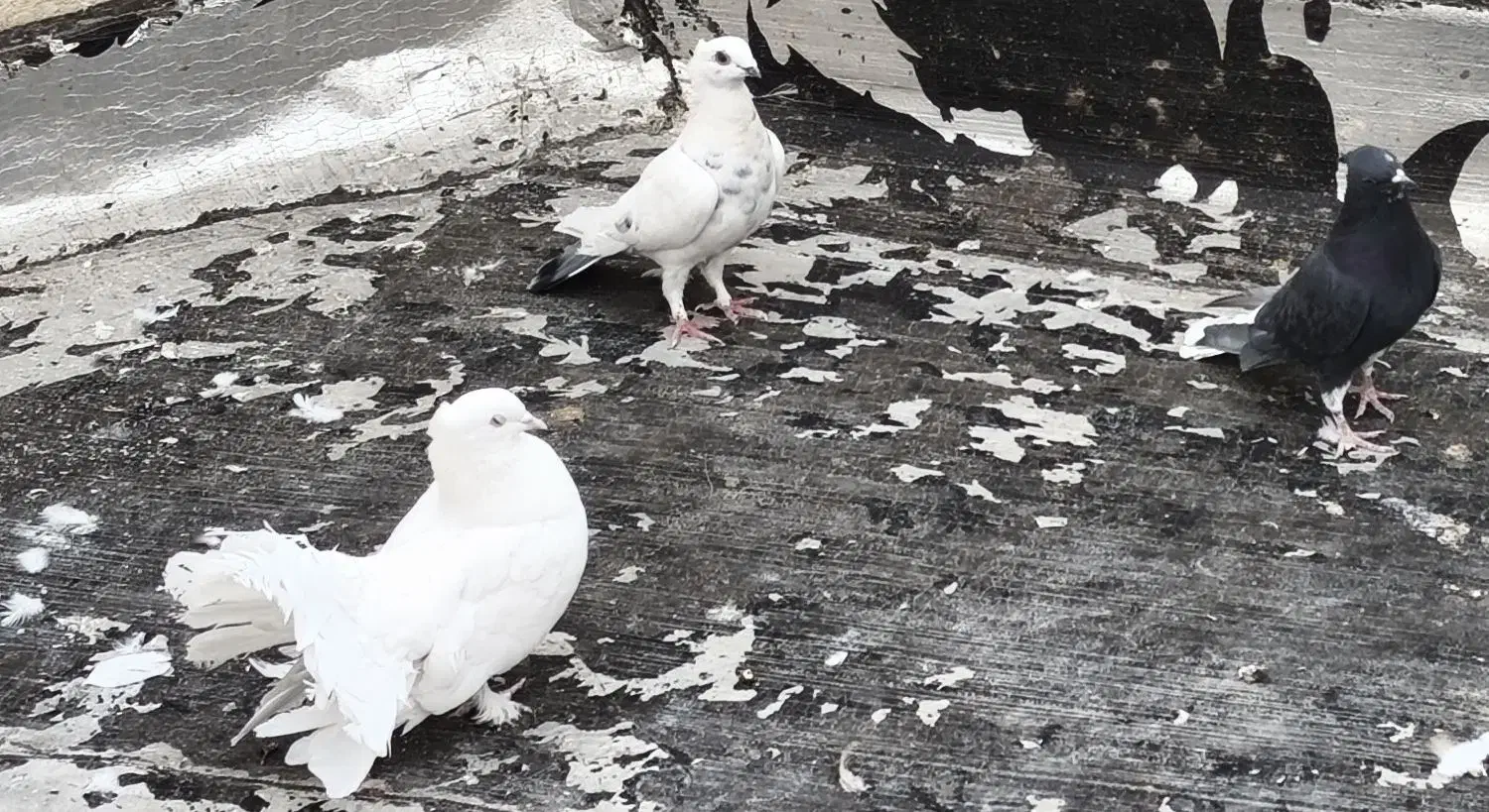 کبوتر|پرنده|شاهینشهر, شهرک گلدیس|دیوار