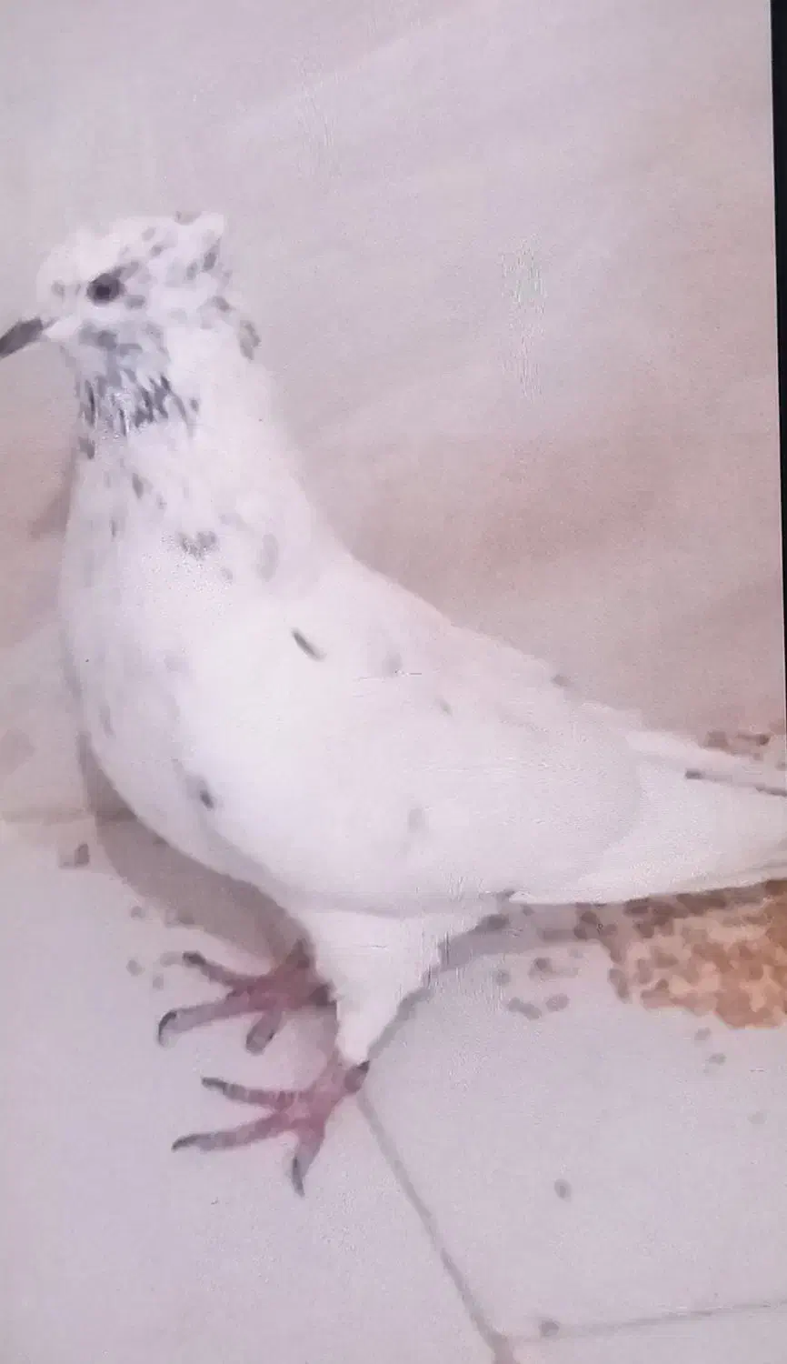 کفتر ماده کاکلی|پرنده|ری, دولتآباد|دیوار