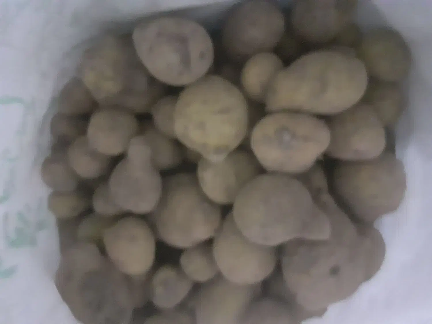 سیب زمینی جیلی|عمدهفروشی|قیدار, |دیوار