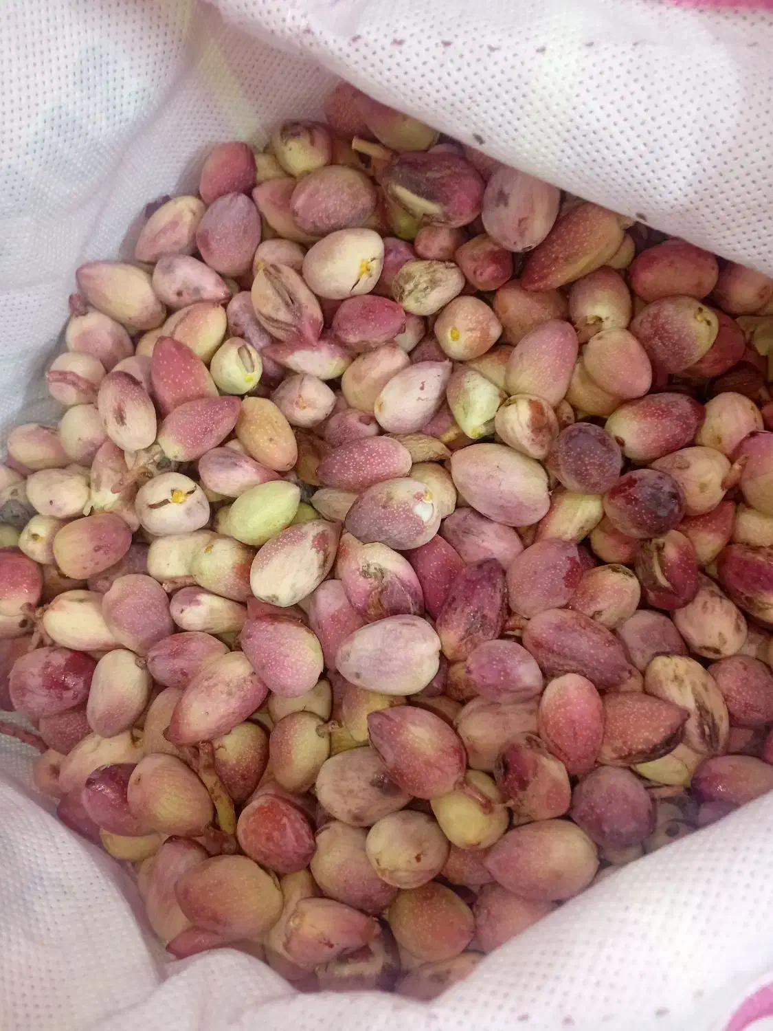 پسته تازه و خندان|خوردنی و آشامیدنی|قم, کیوانفر|دیوار