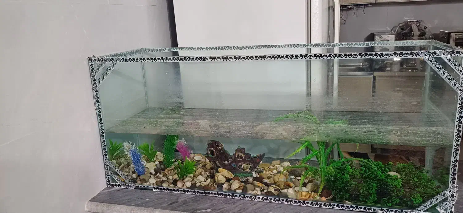 اکواریوم|ماهی|خوی, |دیوار