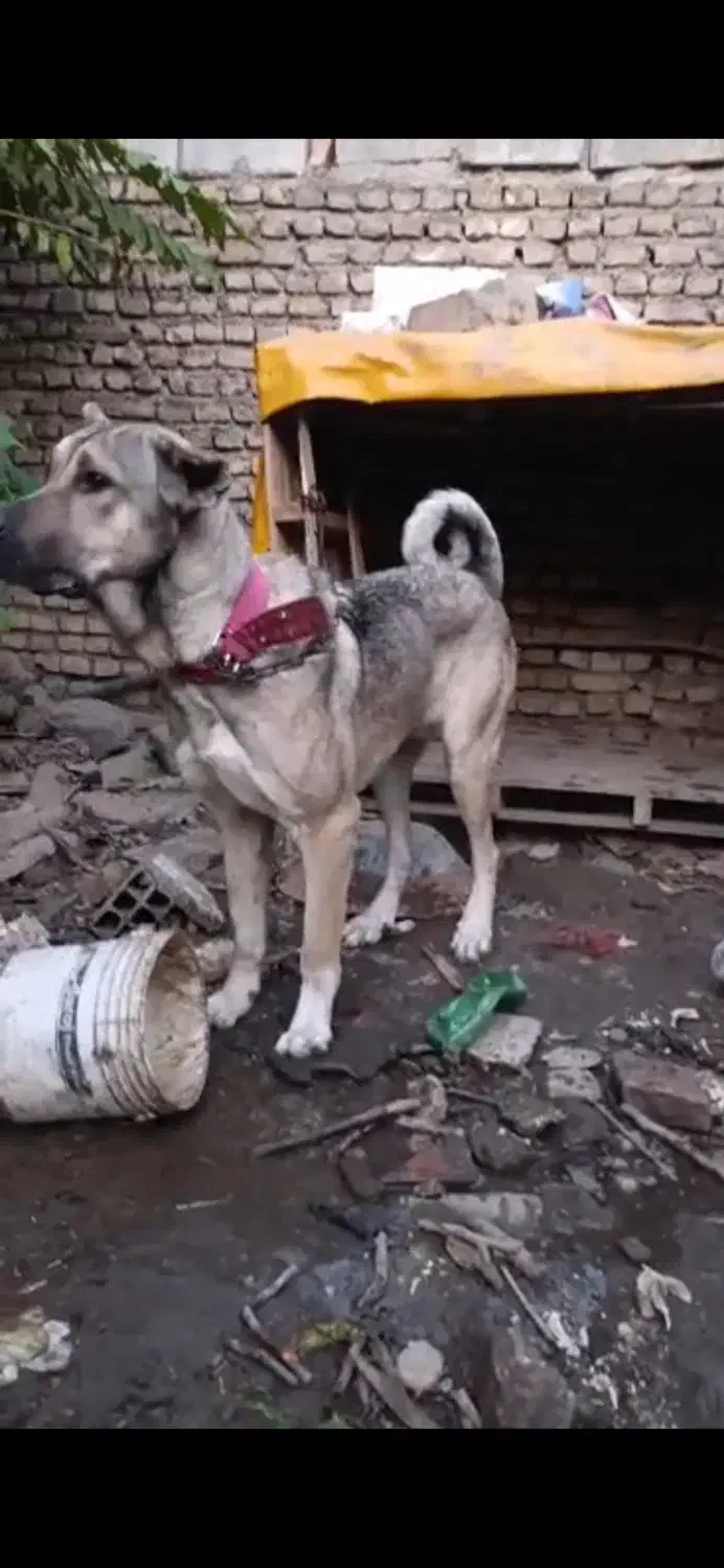 سگ سرابی|سگ|گرگان, |دیوار