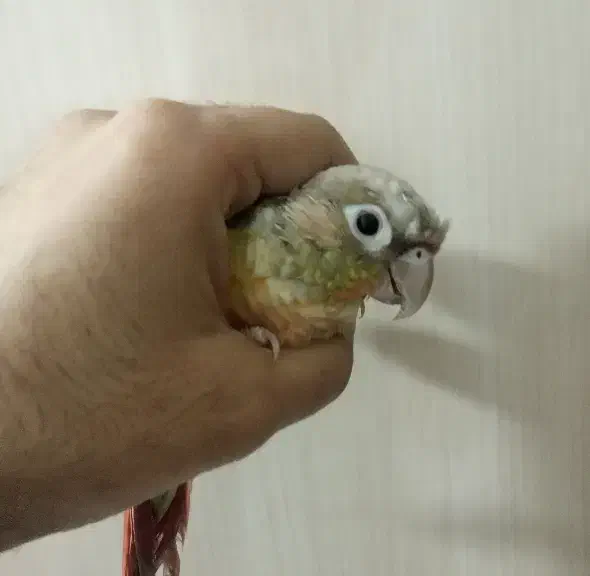 گیرینچیک|پرنده|زاهدان, |دیوار