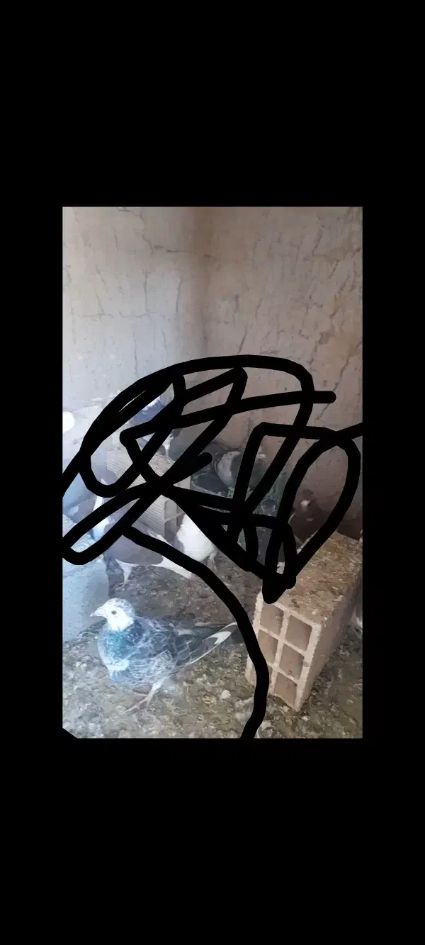 کبوتر جوین|پرنده|جوین, |دیوار