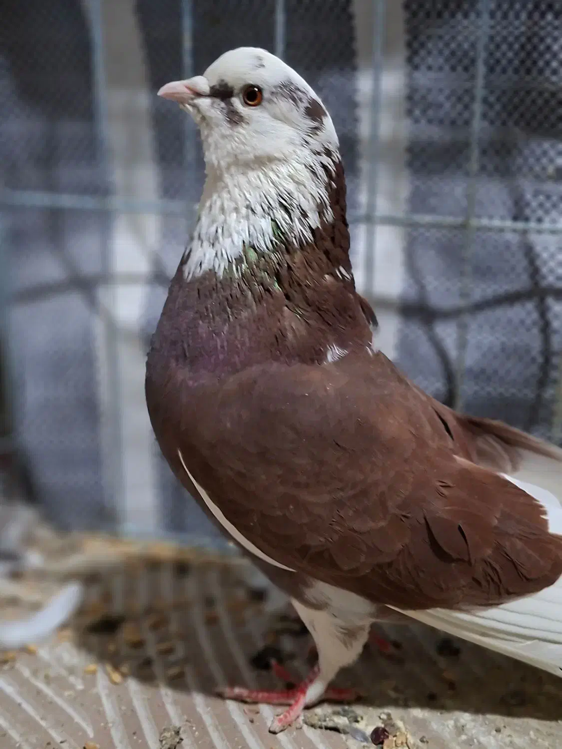 کفتر گمشد|حیوانات|نسیمشهر, |دیوار