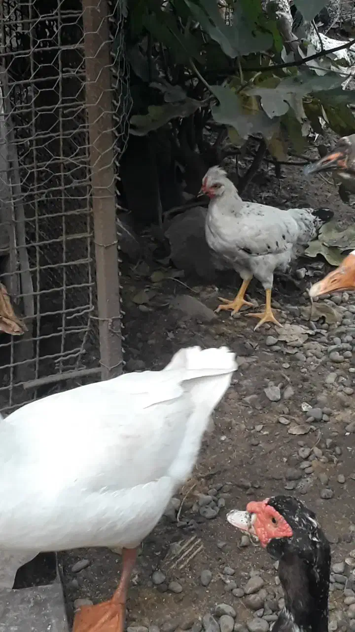 فروش تعدادی نیمچه مرغ و خروس. زنگ فقط|حیوانات مزرعه|سنگر, |دیوار