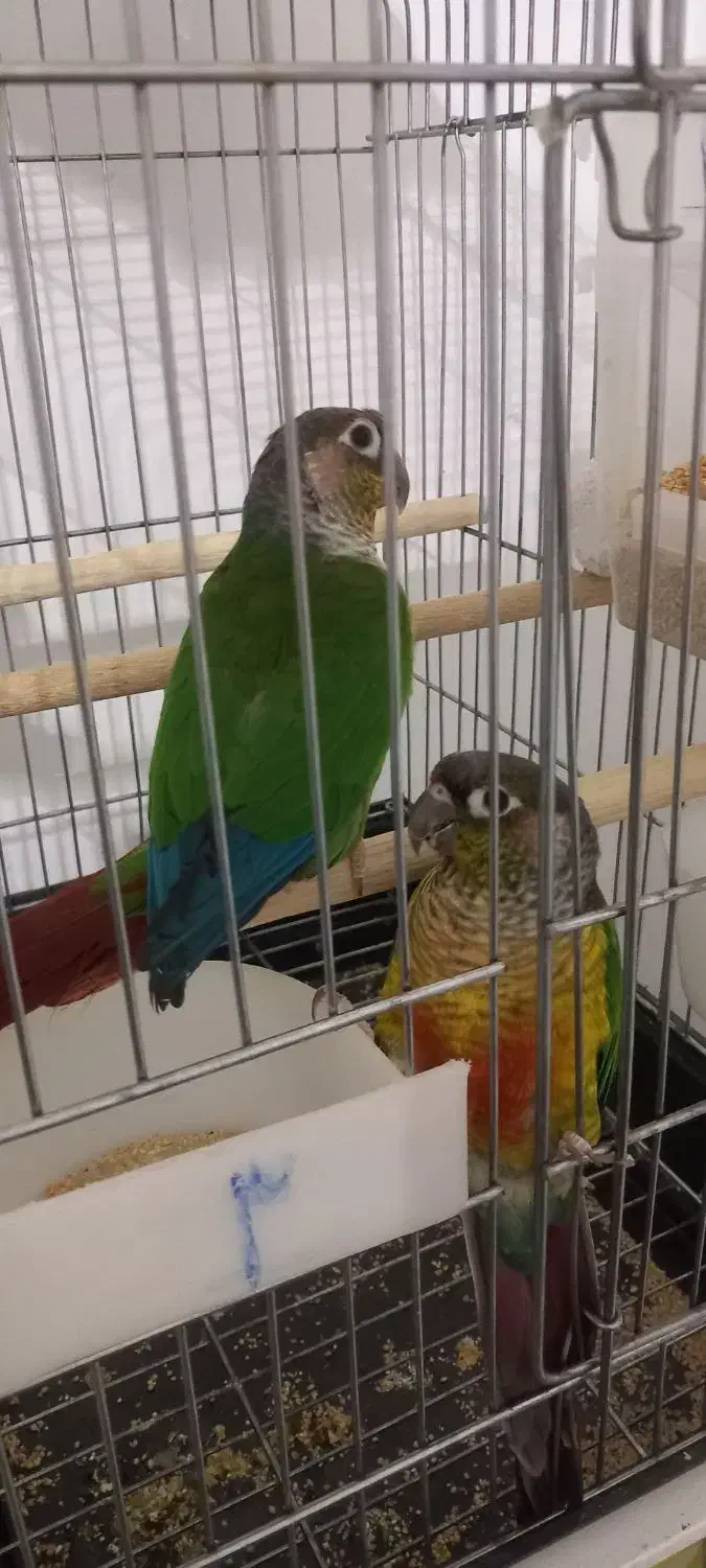 معاوضه|پرنده|اسفراین, |دیوار