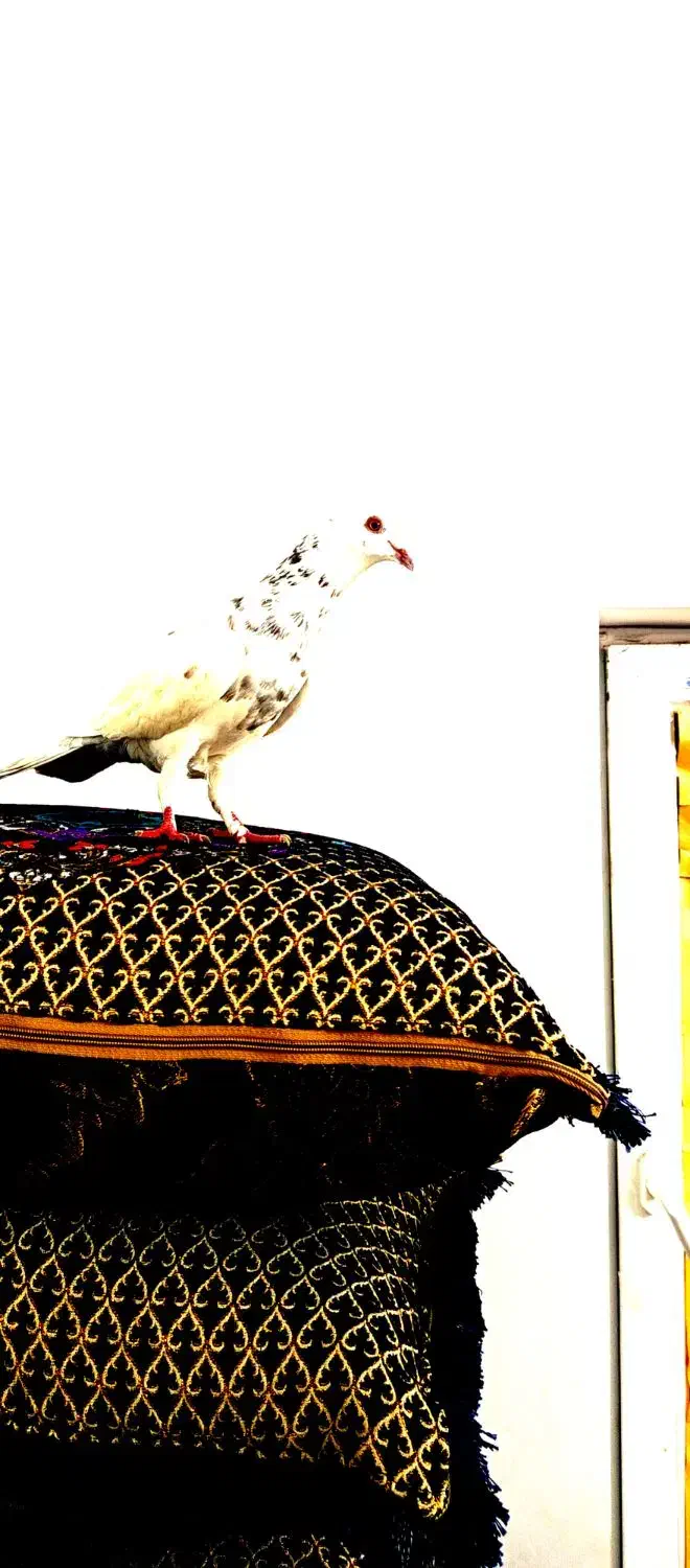 کبوتر تک|حیوانات|گرگان, |دیوار