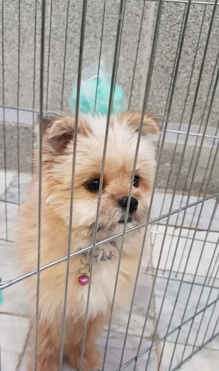 سگ یا پت بامزه و باهوش|سگ|مشهد, هفت تیر (حافظ)|دیوار