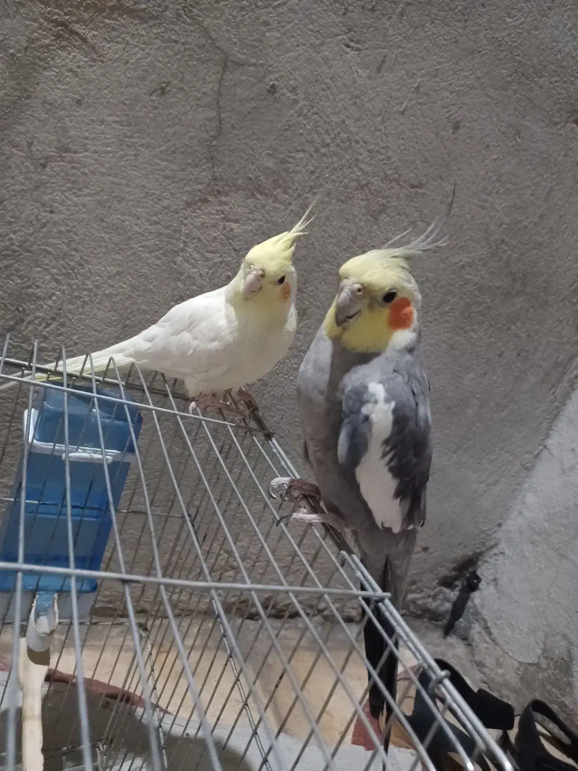 عروس هلندی|پرنده|شیراز, بید زرد|دیوار