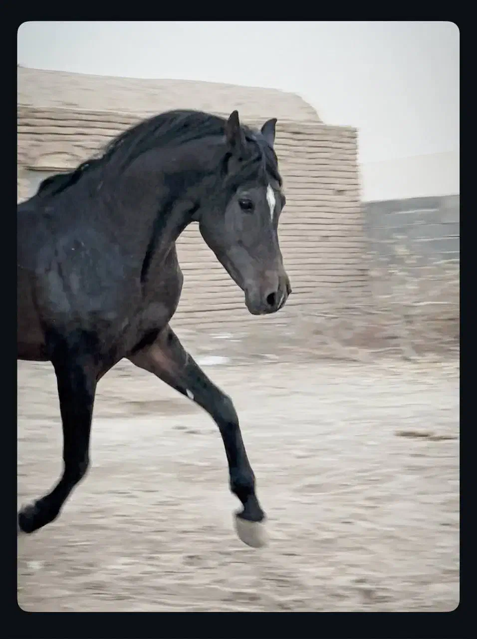 اسب عرب|اسب و تجهیزات اسب‌سواری|کاشان, فاز ۲ ناجی آباد|دیوار