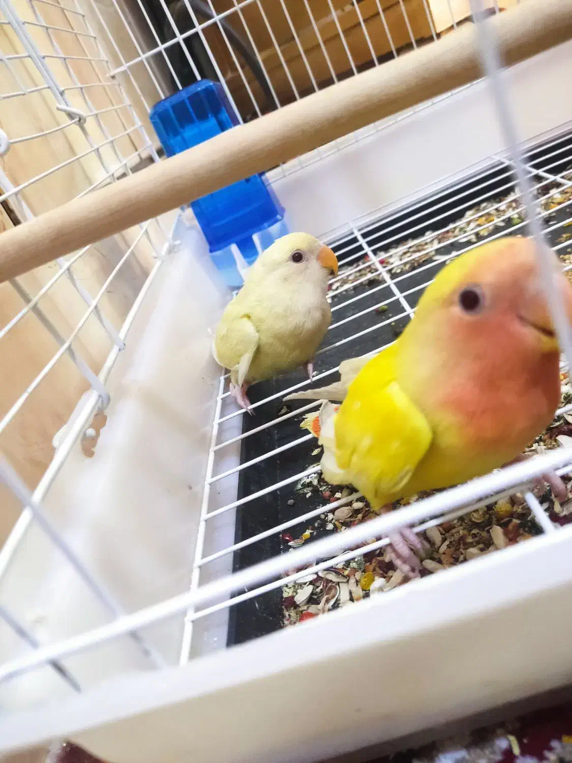 طوطی برزیلی دستی کامل|پرنده|حمیدیه, |دیوار