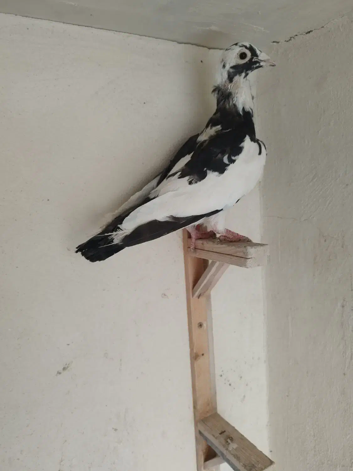 کبوتر|پرنده|مشهد, احمدآباد|دیوار