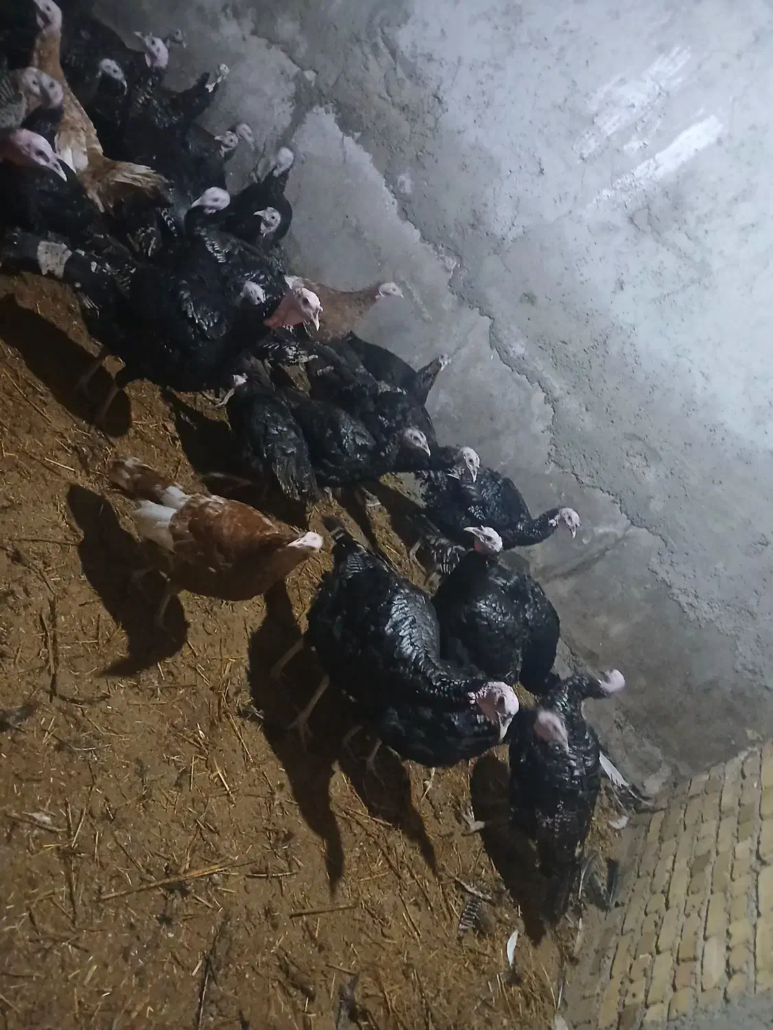 بوقلمون|حیوانات مزرعه|نوشین شهر, |دیوار