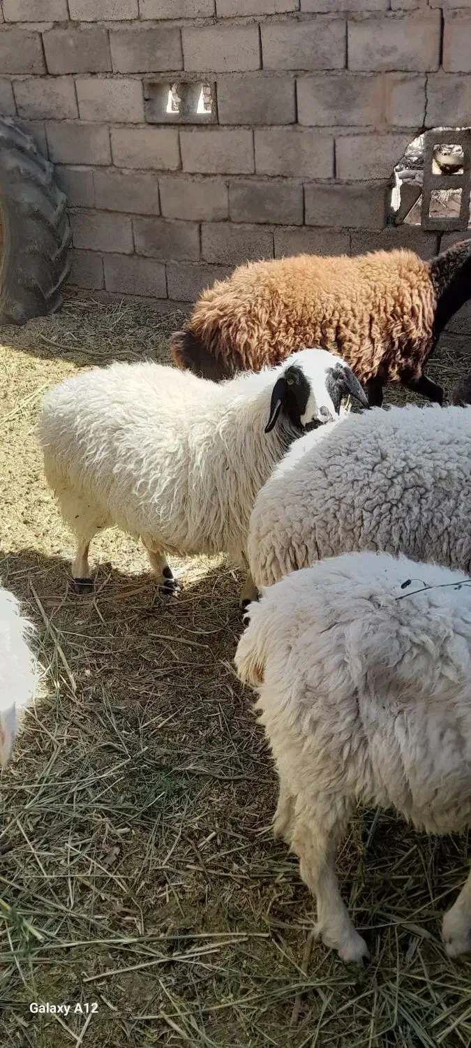 فروش دام|حیوانات مزرعه|گلباف, |دیوار
