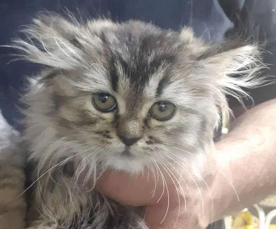 بریتیش|گربه|کرج, چمران|دیوار