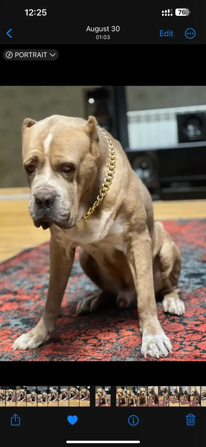 سگ گم شده مژدگانی|سگ|کرج, فاز ۴ مهرشهر|دیوار