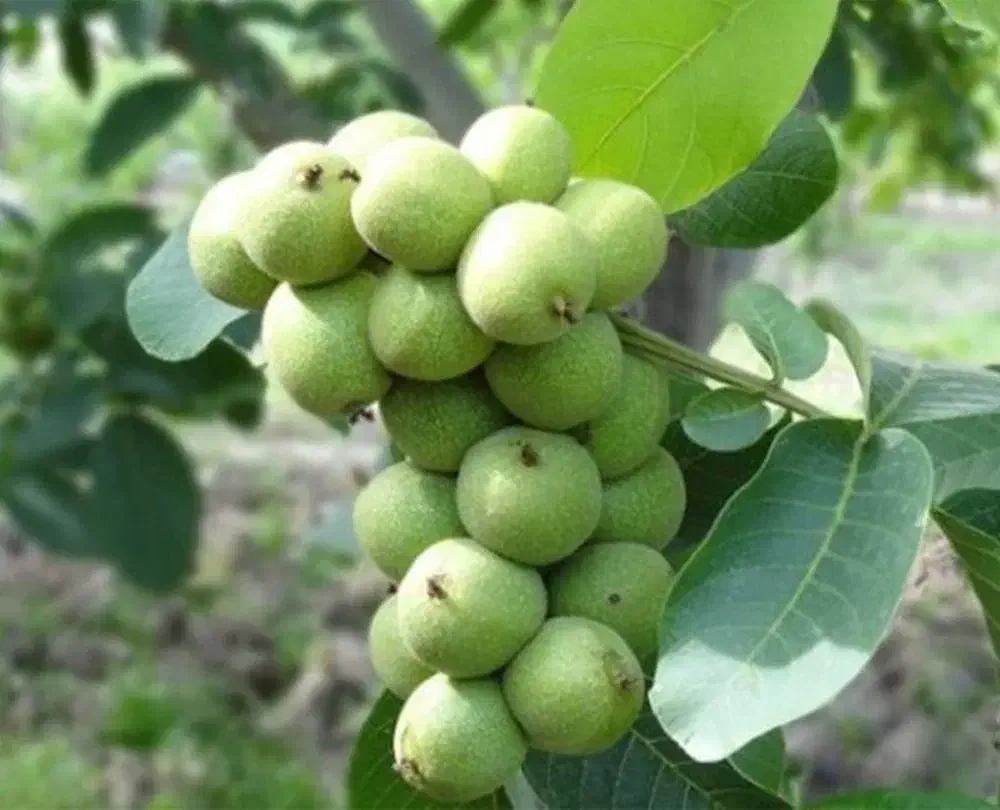 گردو اصلاح شده و با کیفیت|خدمات باغبانی و درختکاری|کلیبر, |دیوار