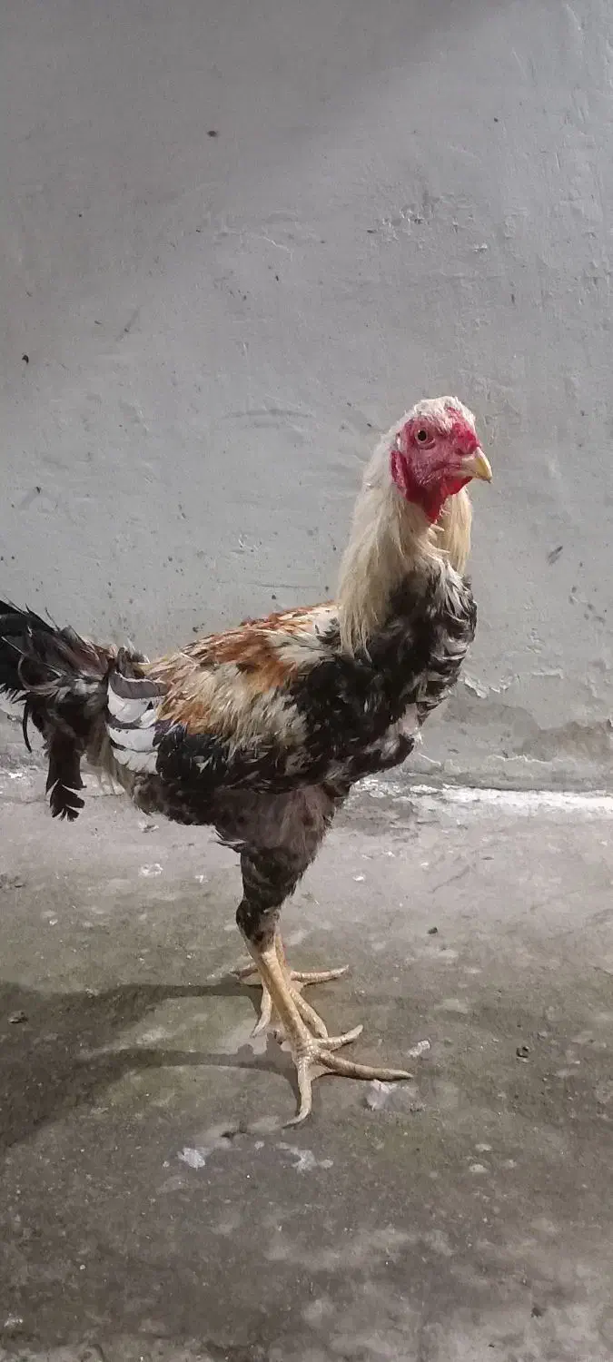 خروس ومرغ|حیوانات مزرعه|رضوانشهر, |دیوار