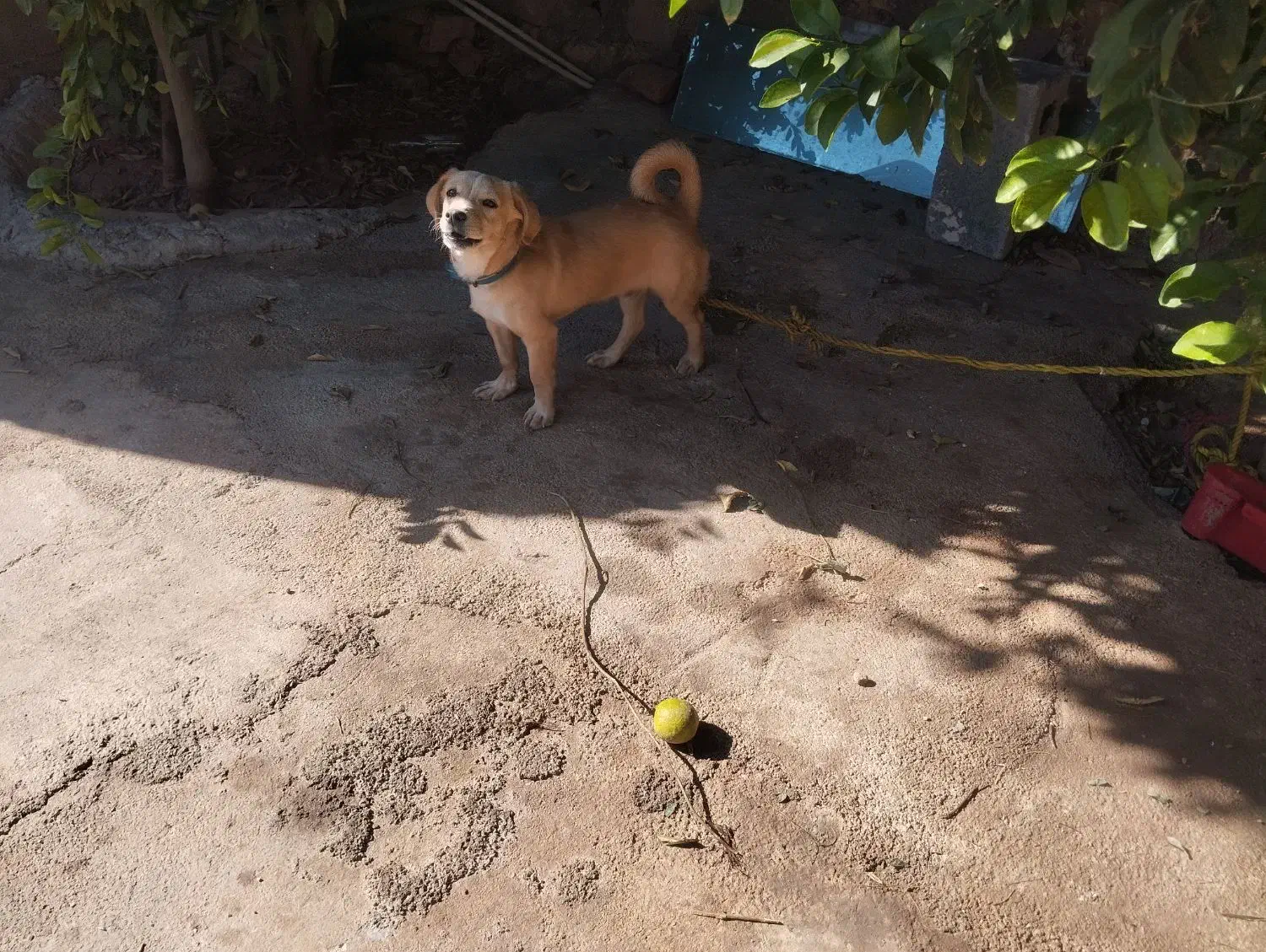 سگ بازیگوش و پاکوتاه|سگ|سرپل ذهاب, |دیوار