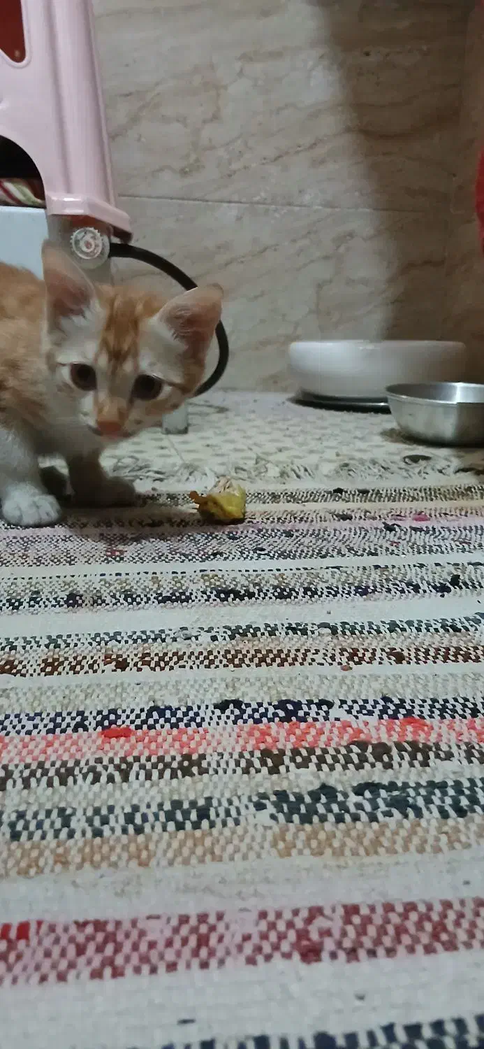 غذای گربه و خاک گربه وخود گربه|گربه|اراک, |دیوار