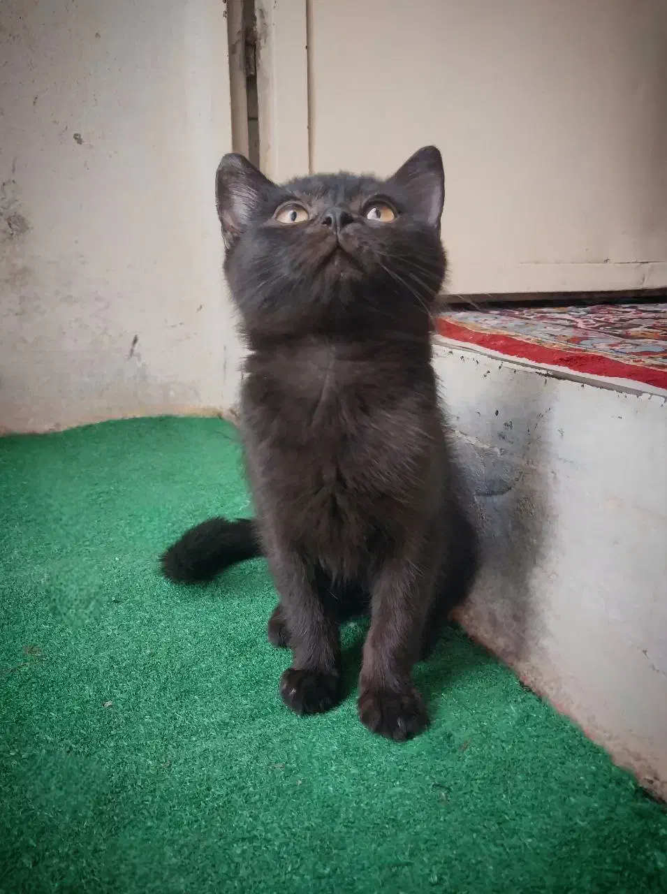 بچه گربه اسکاتیش بریتیش 3ماهه|گربه|تهران, اکباتان|دیوار
