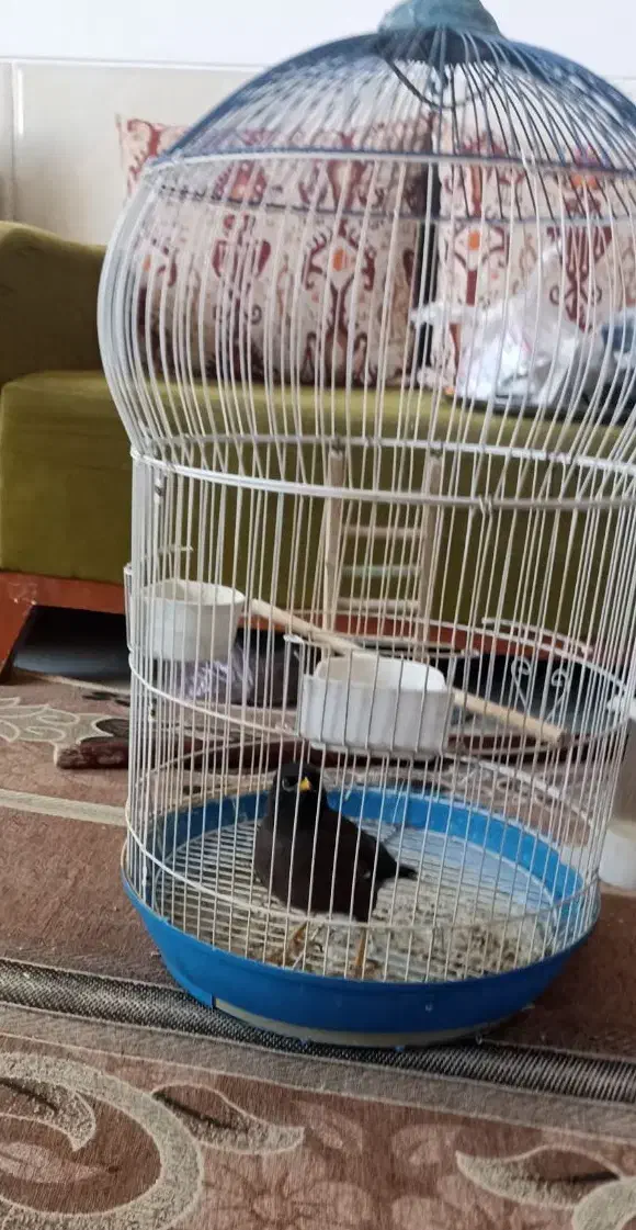 مرغ مینا همراه با قفس|پرنده|شیراز, کوشک میدان|دیوار