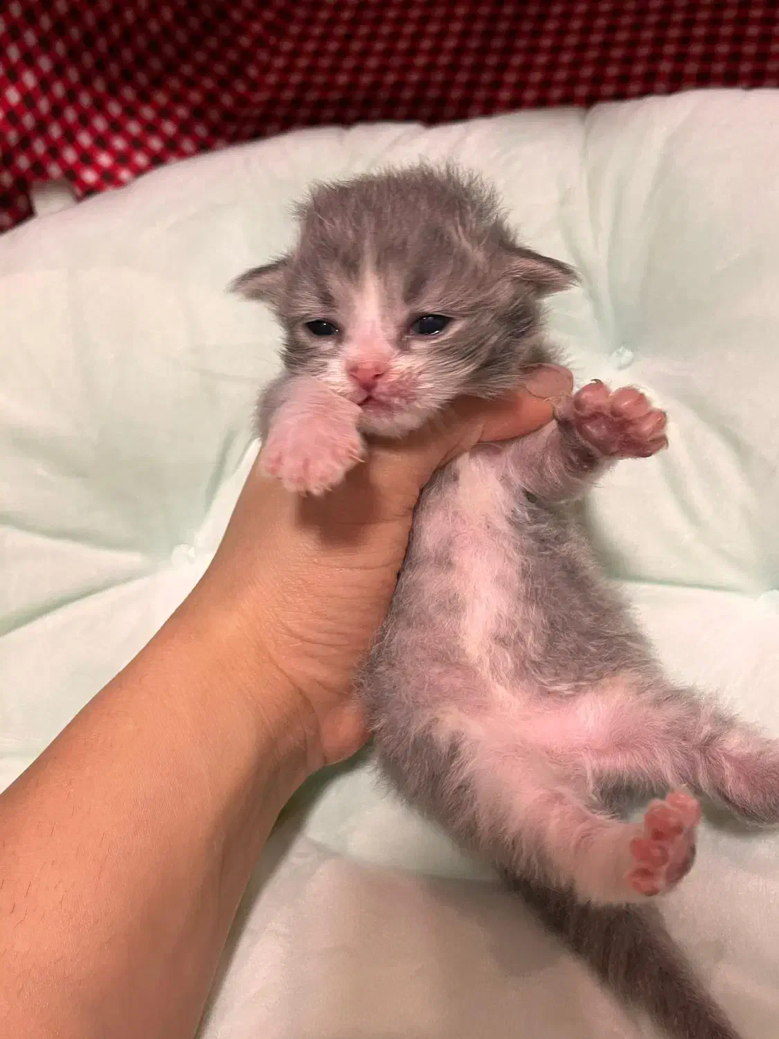 رزرو رزرو گربه بایکالر ژاپنی|گربه|چالوس, |دیوار