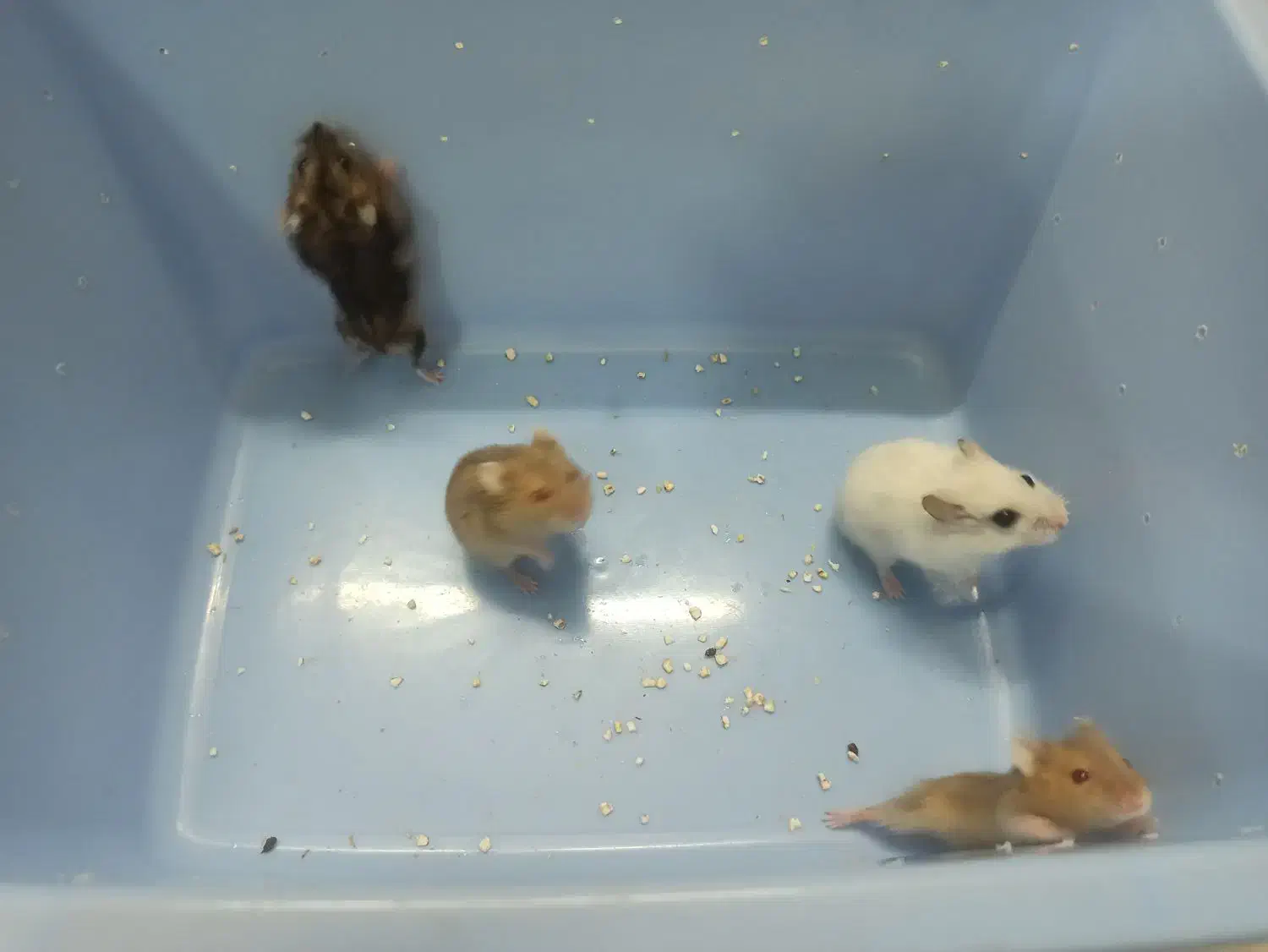 همستر مینیاتوری|موش و خرگوش|شیراز, قلعه نو|دیوار