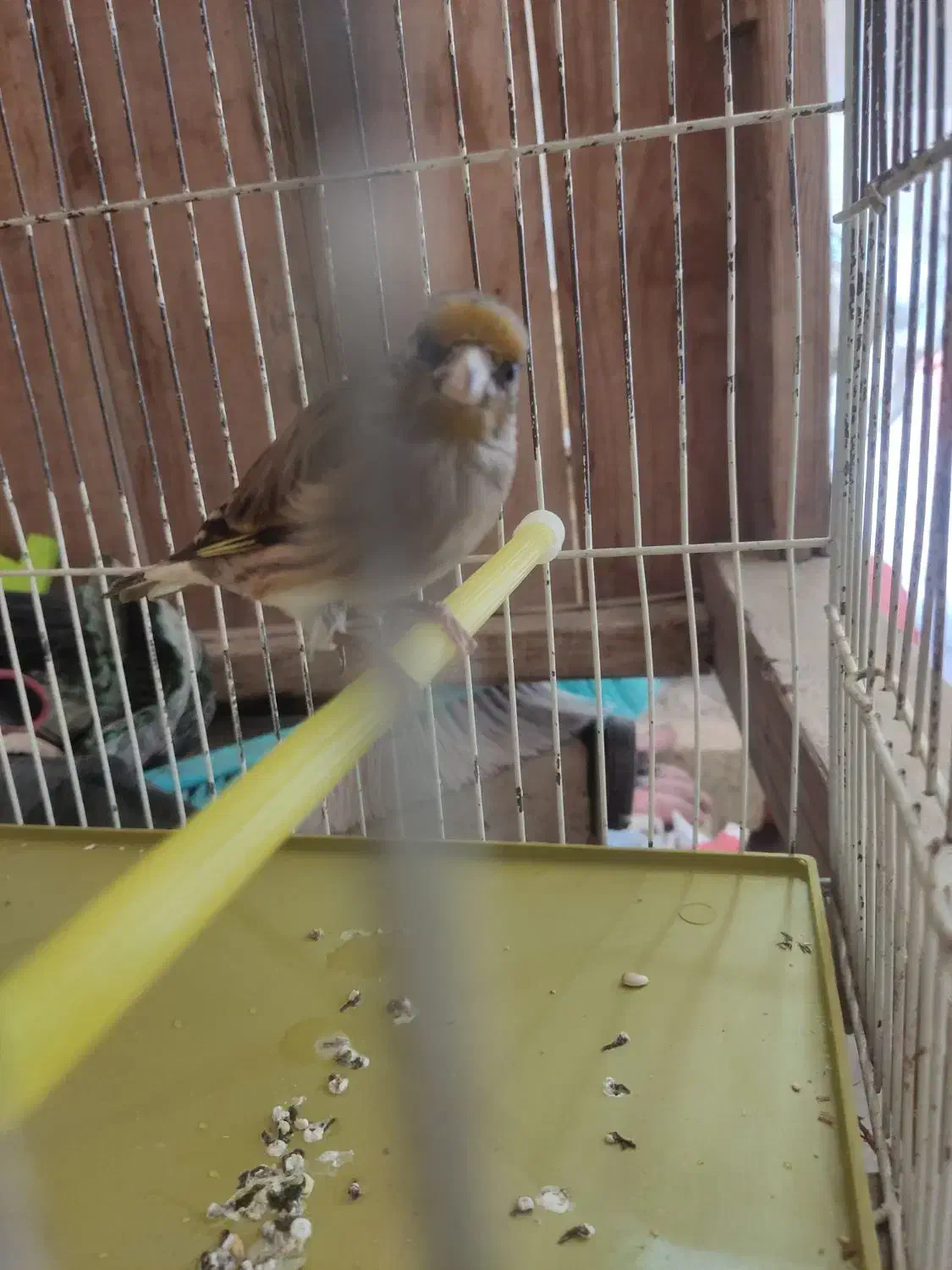 سهره قناری نر|پرنده|ملایر, |دیوار