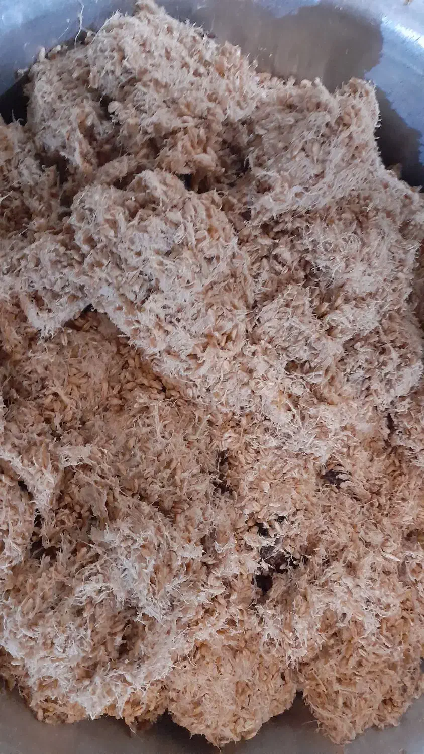 خوراک دام|حیوانات مزرعه|گرگان, |دیوار