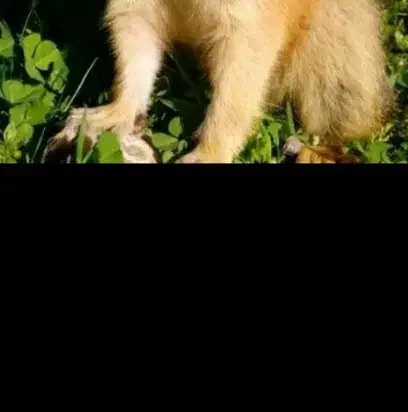 همستر|موش و خرگوش|جوانرود, |دیوار