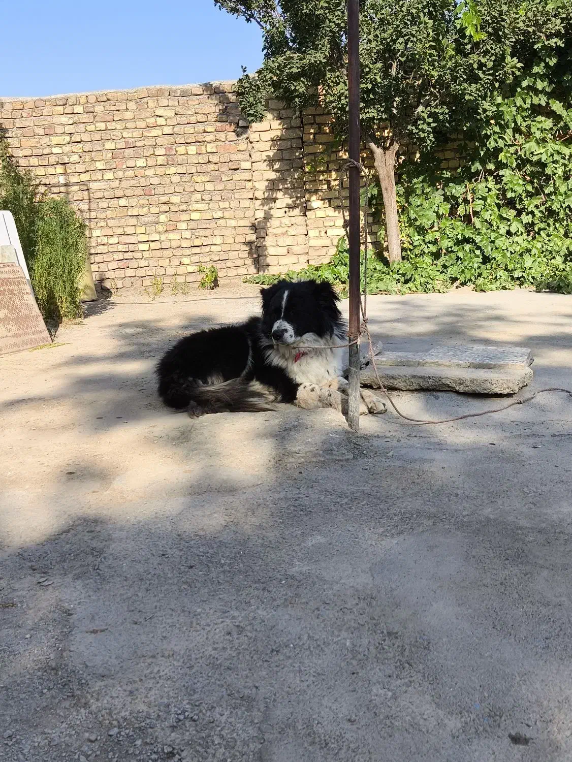 سگ گله|سگ|ازنا, |دیوار