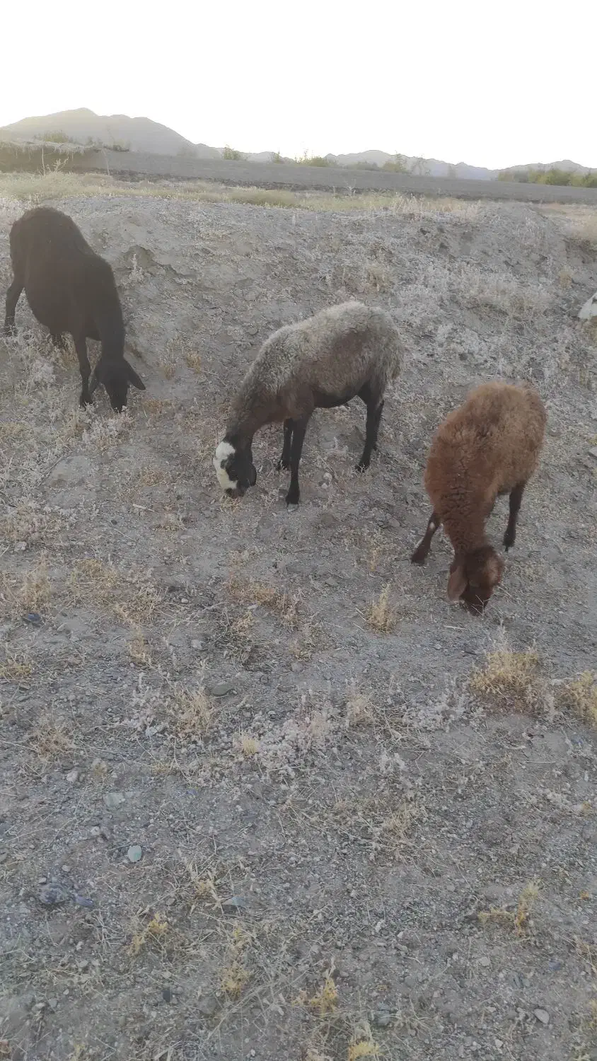 میش افشار|حیوانات مزرعه|نهبندان, |دیوار