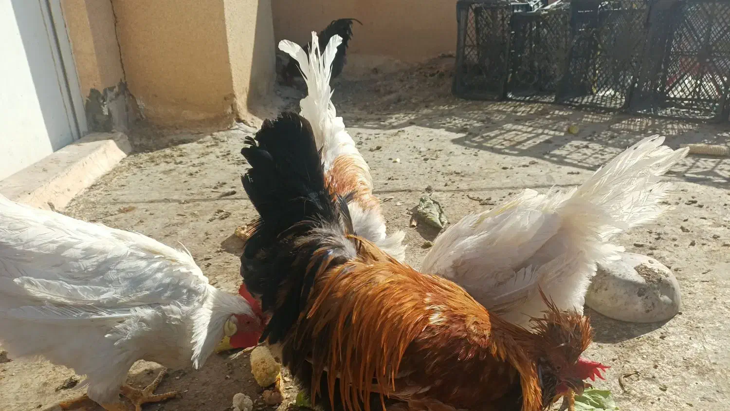 مرغ و خروس|حیوانات مزرعه|قم, پردیسان|دیوار