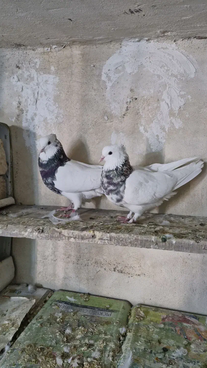 طوقی|پرنده|شیراز, گویم|دیوار