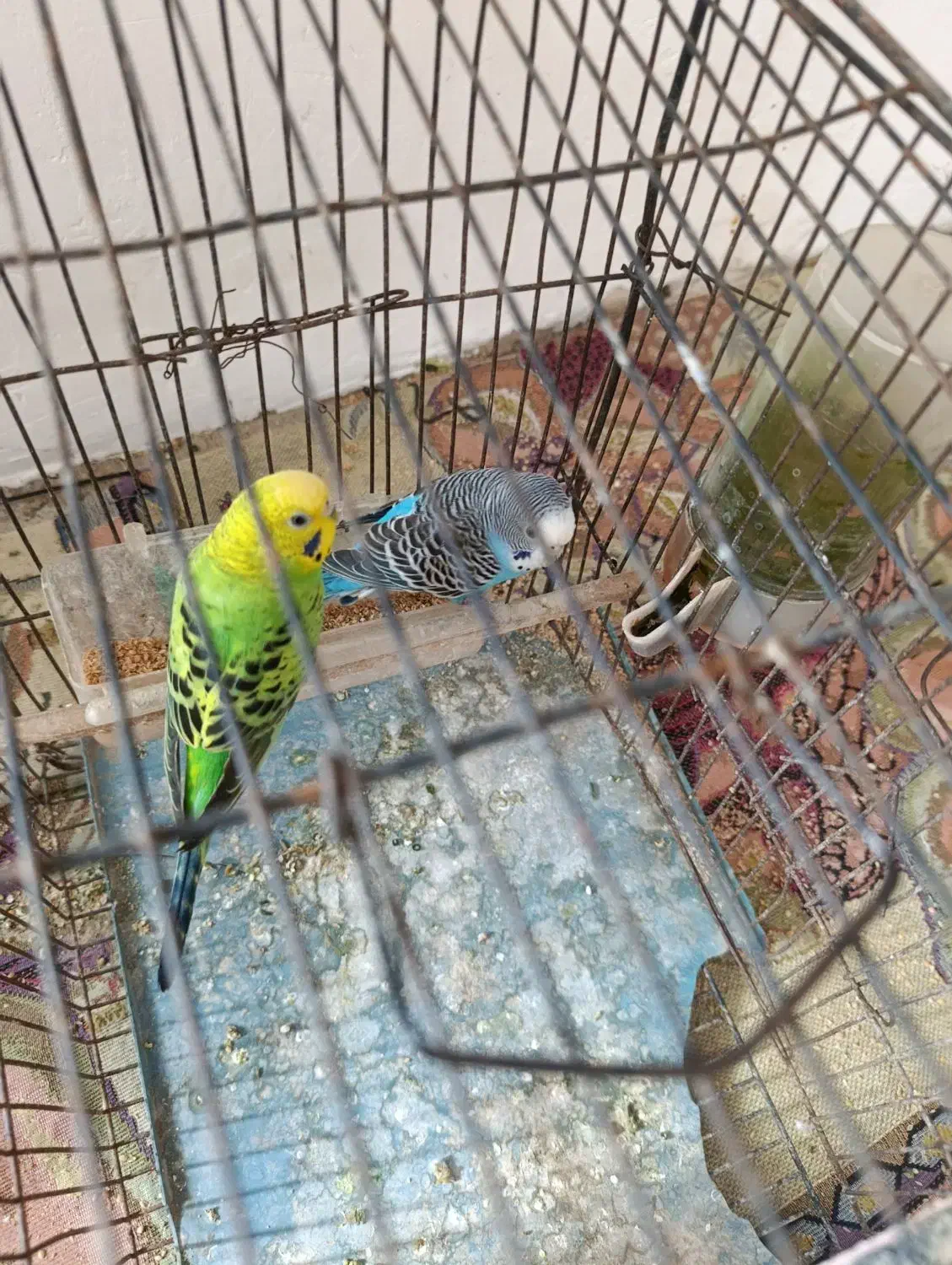 مرغ عشق سالم|پرنده|نگین شهر, |دیوار