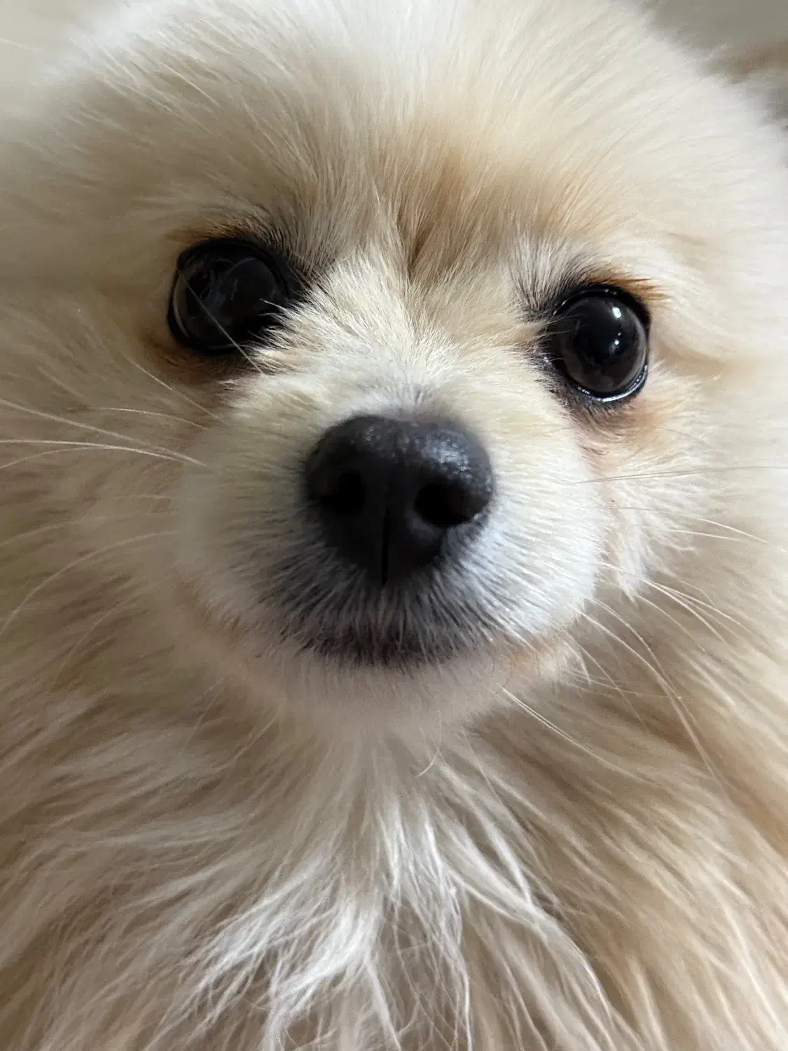 سگ پامر|سگ|اشکذر, |دیوار