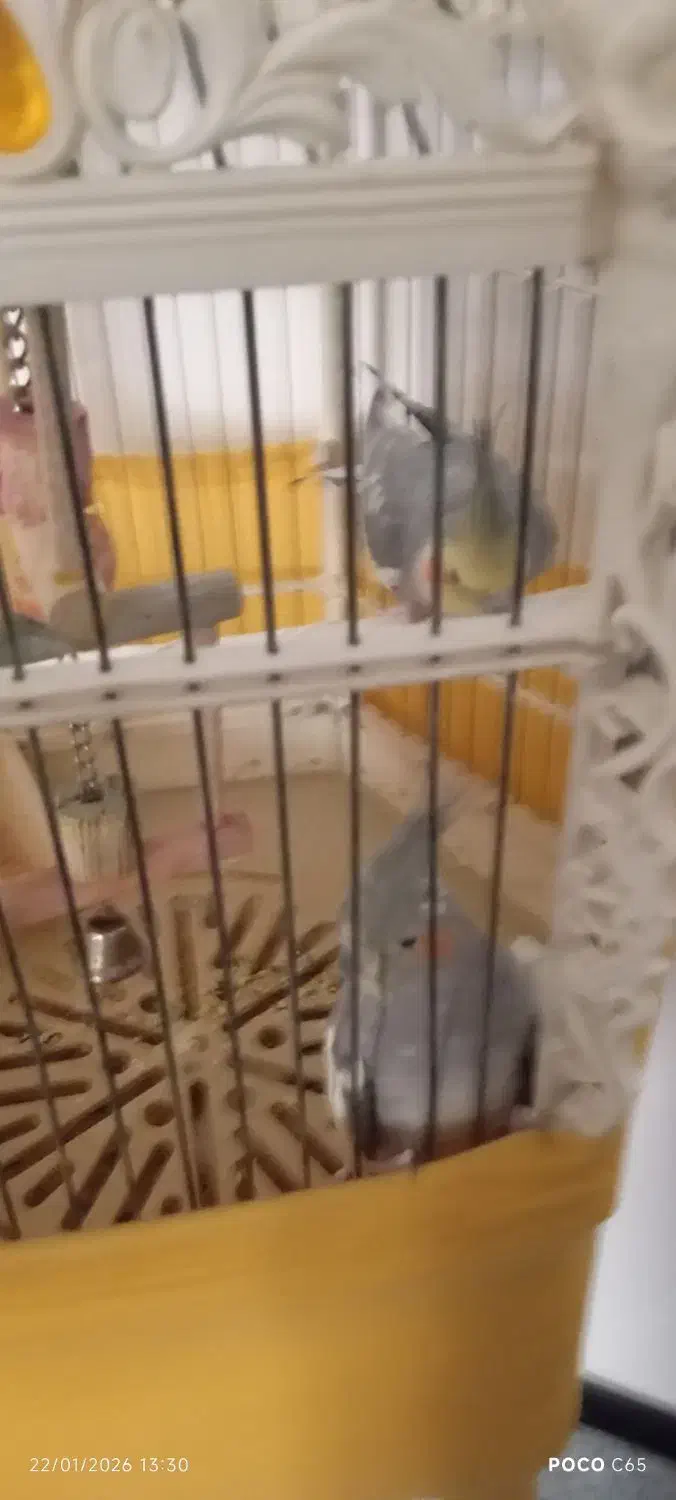 عروس هلندی فوری|پرنده|قرچک, میرزائی جنوبی|دیوار