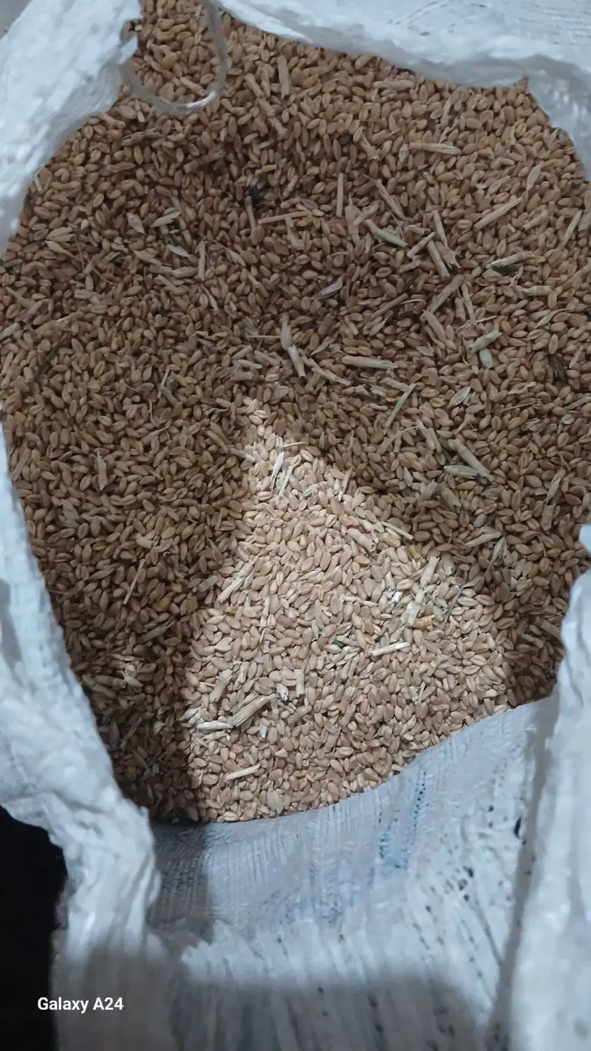 گندم|گل و گیاه طبیعی|بروجن, |دیوار