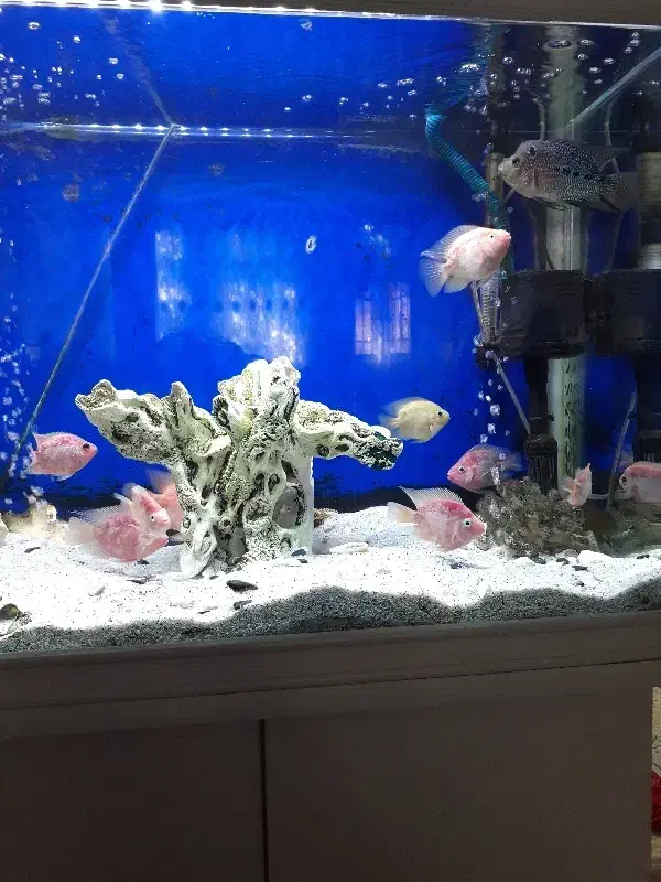 اکواریوم  و ماهی|ماهی|قم, نیروگاه|دیوار