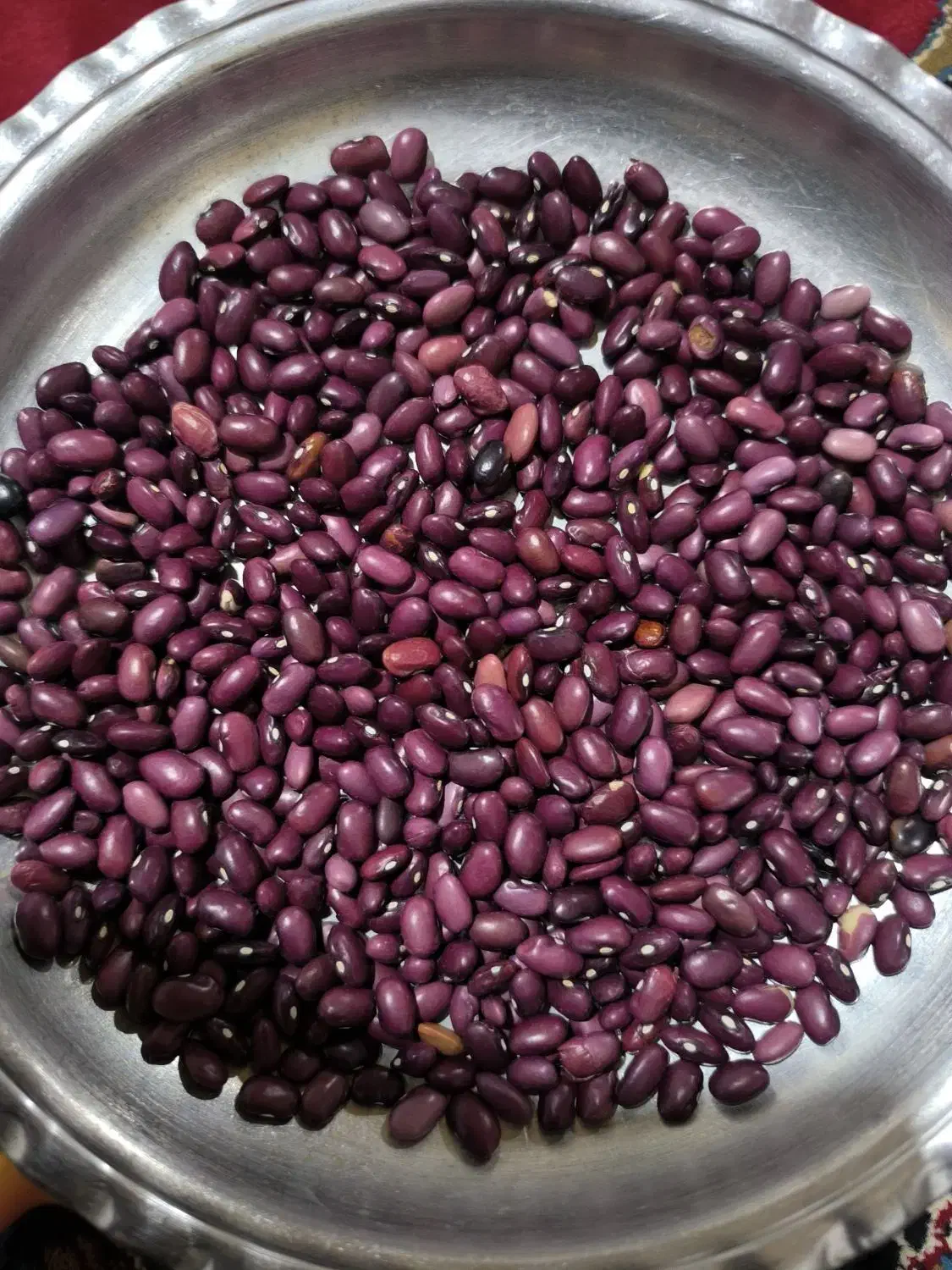 لوبیاقرمز درجه یک|عمده‌فروشی|پادنا, |دیوار