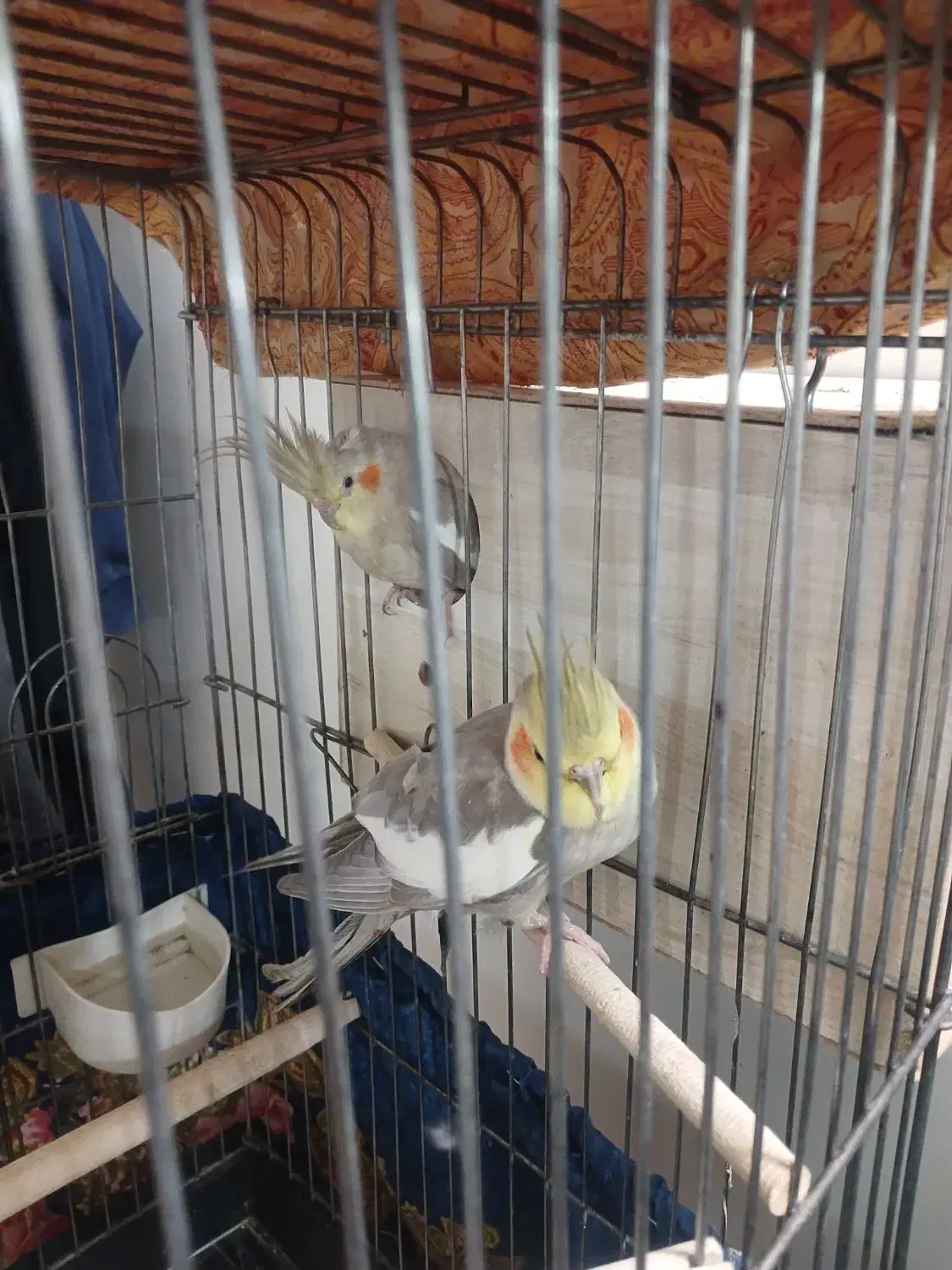 یک جفت عروس هلندی تخم گدار به همراه یک جوجه|پرنده|قرچک, زیبا شهر|دیوار