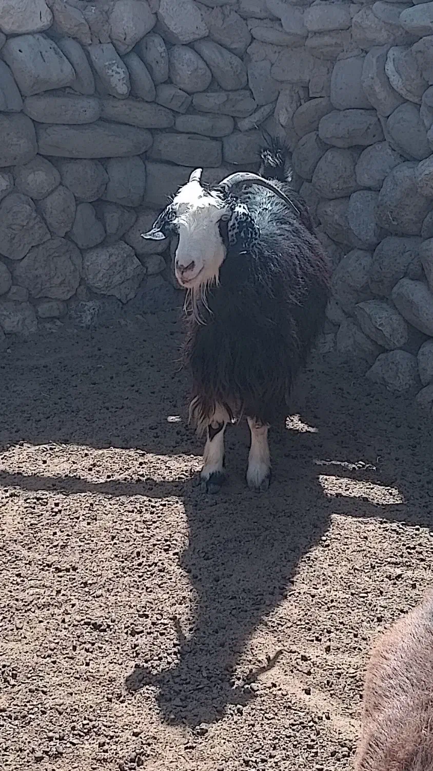 کهره چاق ، بز کهره دار|حیوانات مزرعه|نیریز, |دیوار