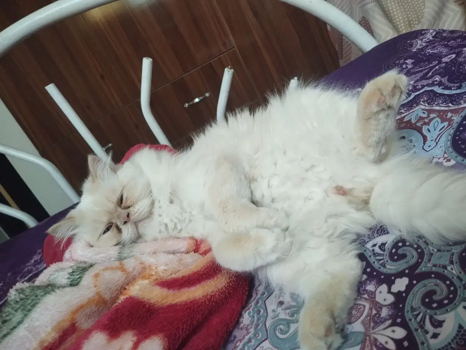 گربه پرشین 11ماه لوازم کامل قیمت 10 نر|گربه|آستارا, |دیوار