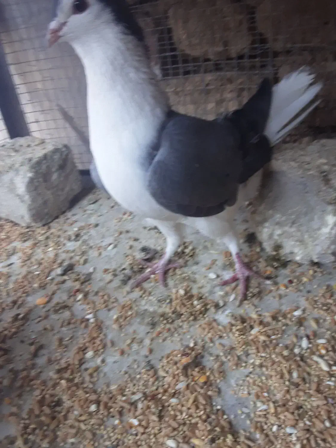 کبوتر بدرنگ|پرنده|مهاباد (اصفهان), |دیوار